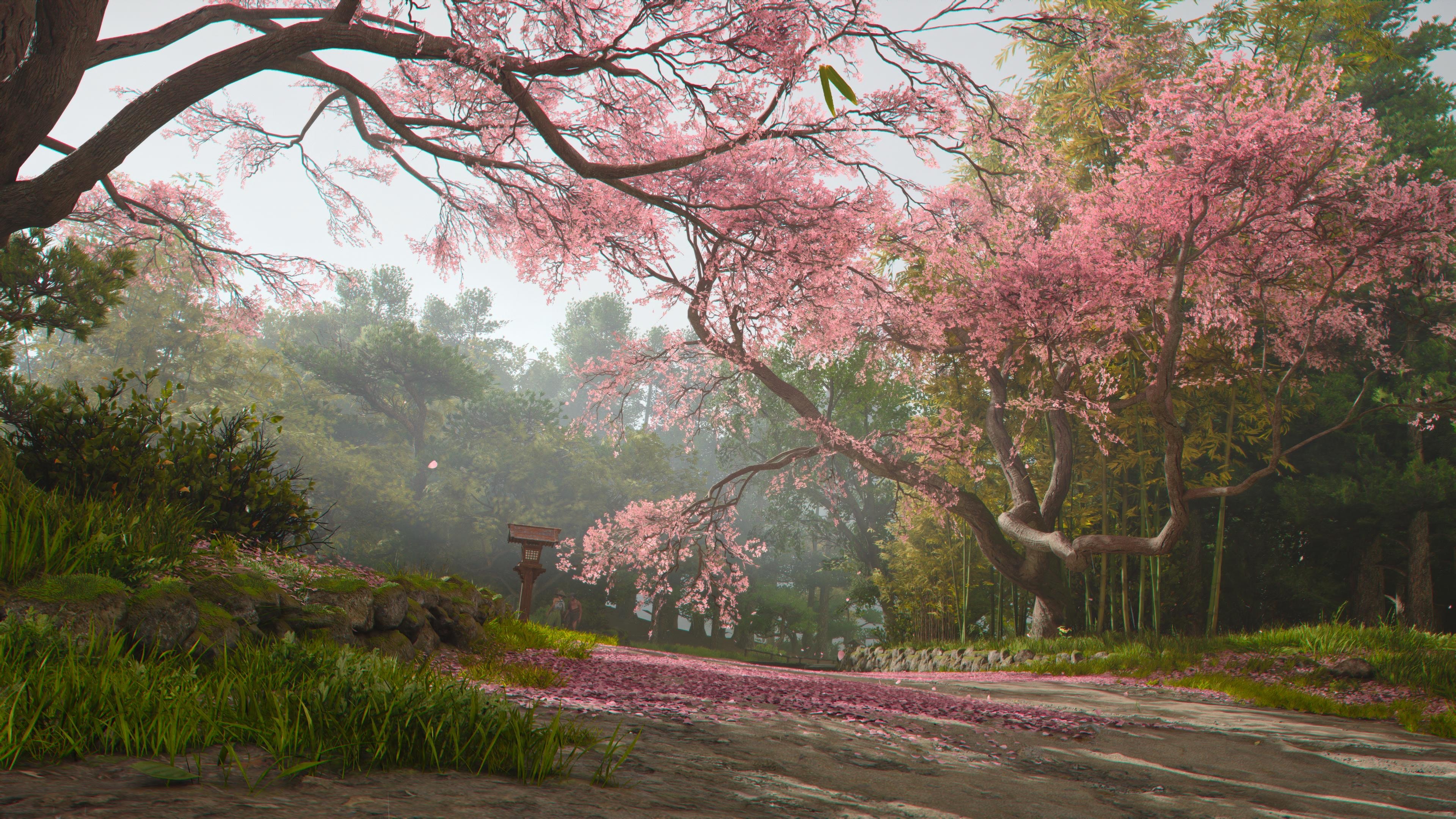 Cherry Blossom Path